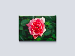 featured_magnet_rose_peau_d'ane