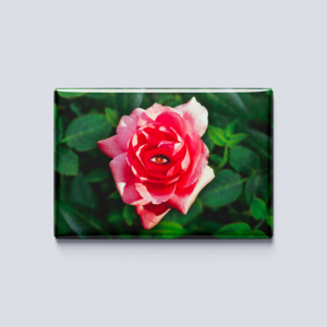 featured_magnet_rose_peau_d'ane